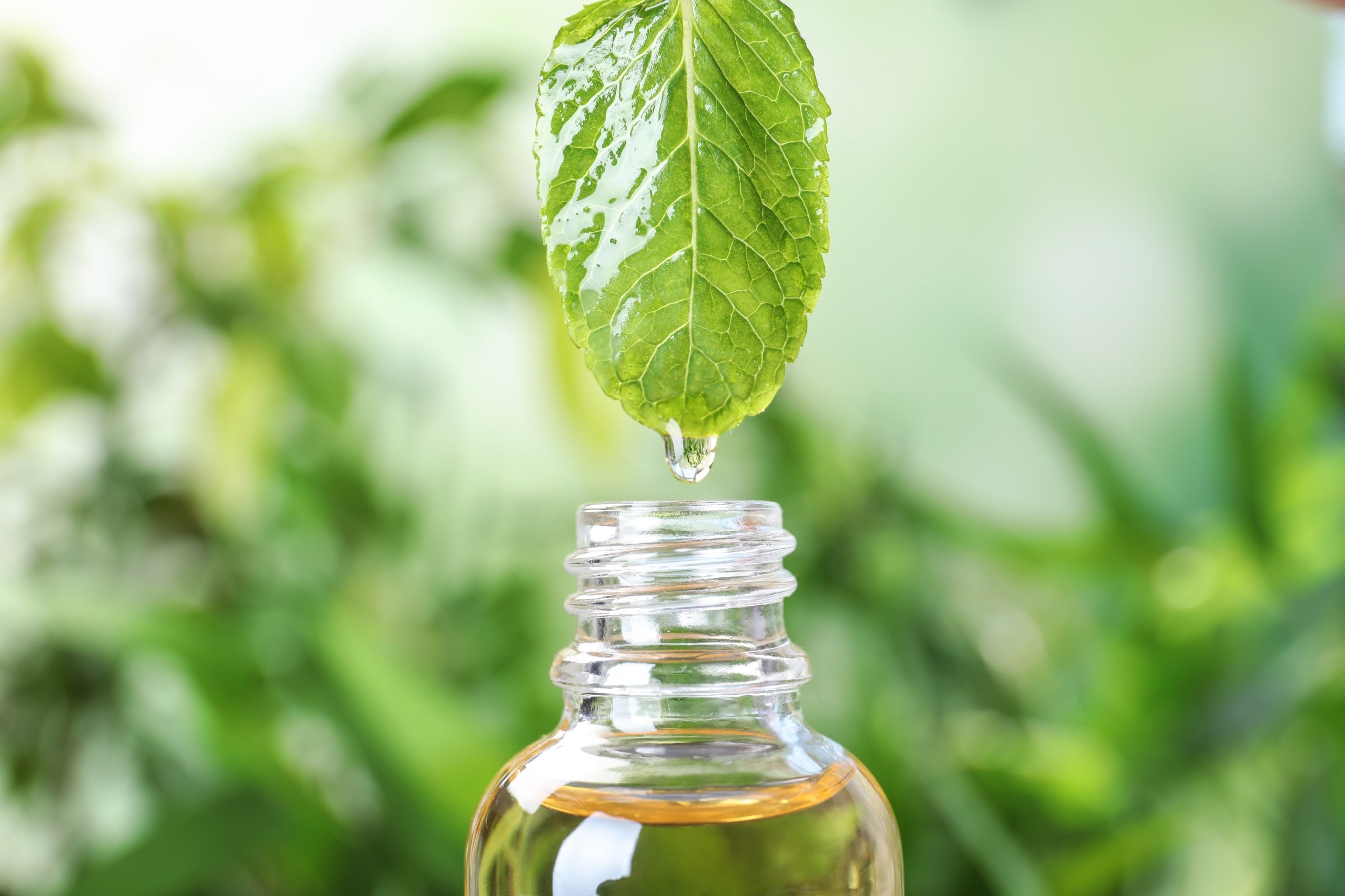 Mint Magic: The Benefits of Peppermint Essential Oil